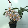 dendrobium farmeri pink 